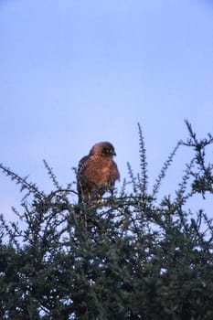 Brown Snake Eagle (Circaetus cinereus), Central Kalahari Game Reserve, Ghanzi, Botswana, Africa