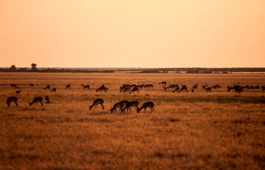 Springbok (Antidorcas marsupialis), Central Kalahari Game Reserve, Ghanzi, Botswana, Africa