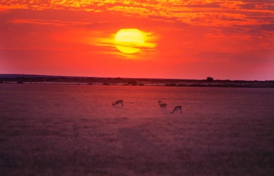 Piper Pan, Central Kalahari Game Reserve, Ghanzi, Botswana, Africa