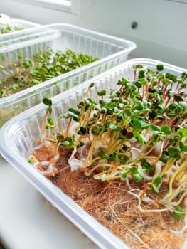 Organic microgreens from early seedlings. How to grow food at home on a windowsill.Sprouts of green plants and home gardening. Plastic reusable food delivery containers for seedlings of lettuce, radis