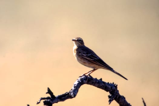 Rattling Cisticola (Cisticola chiniana), Central Kalahari Game Reserve, Ghanzi, Botswana, Africa