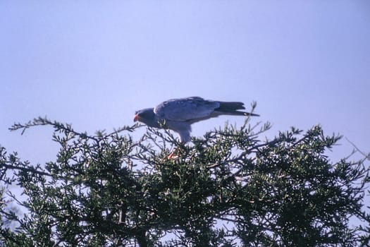 Pale Chanting Goshawk (Melierax canorus), Central Kalahari Game Reserve, Ghanzi, Botswana, Africa