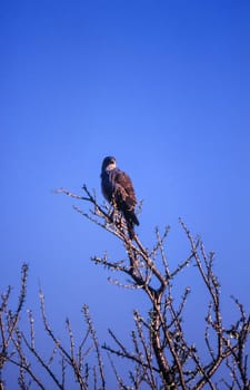 Black Kite (Milvus migrans), Central Kalahari Game Reserve, Ghanzi, Botswana, Africa