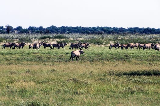 Gemsbok (Oryx gazella), Central Kalahari Game Reserve, Ghanzi, Botswana, Africa