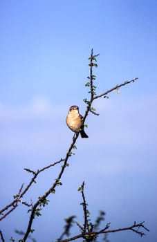 Willow Warbler (Phylloscopus trochilus), Central Kalahari Game Reserve, Ghanzi, Botswana, Africa