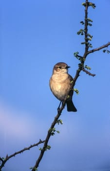 Willow Warbler (Phylloscopus trochilus), Central Kalahari Game Reserve, Ghanzi, Botswana, Africa