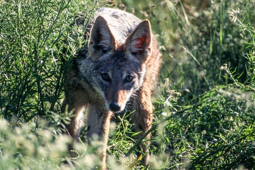 Black Backed Jakal (Canis mesomelas), Central Kalahari Game Reserve, Ghanzi, Botswana, Africa