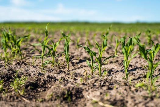 Rows of growing young green corn seedling sprouts in cultivated agricultural farm field. Agricultural scene with maize sprouts in earth closeup