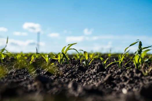 Green corn plants on a fertile field. Agricultural process