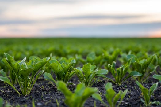 Close up young sugar beet leaves grows in the agricultural beet field in the evening sunset. Agriculture