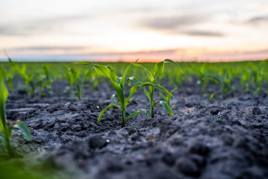 Close up of a rows of young corn plants on a agricultural field in a sunset