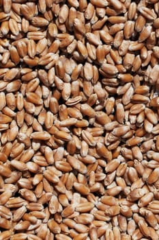 Wheat grains close-up view. Wheat grains background. Dry ripe wheat grains. Preparation for Agricultural season. Preparation of seeds for sowing. Agricultural background.