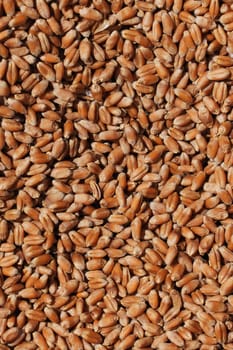 Wheat grains close-up view. Wheat grains background. Dry ripe wheat grains. Preparation for Agricultural season. Preparation of seeds for sowing. Agricultural background.