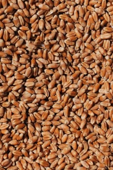 Wheat grains close-up view. Wheat grains background. Dry ripe wheat grains. Preparation for Agricultural season. Preparation of seeds for sowing. Agricultural background.