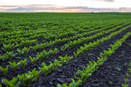 Rows of young fresh beet leaves with a sunset sky. Beetroot plants growing in a fertile soil on a field. Cultivation of beet. Agriculture