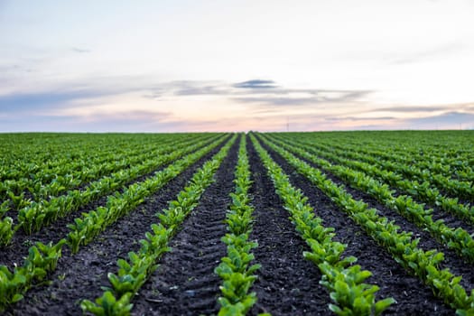 Straight rows of sugar beets growing in a soil in perspective on an agricultural field. Sugar beet cultivation. Young shoots of sugar beet, illuminated by the sun. Agriculture, organic