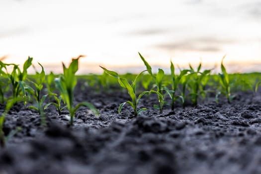 Young green maize corn in the agricultural cornfield in the evening sunset. Agriculture