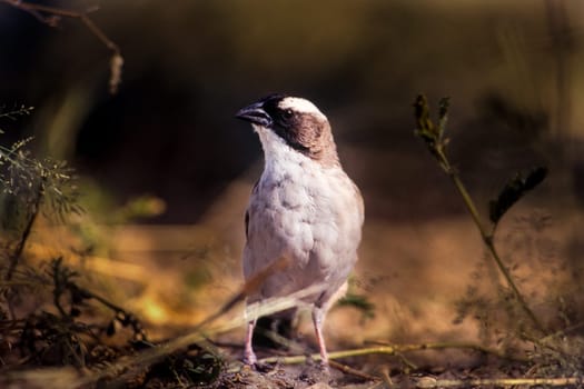 Whitebrowed Sparrow-weaver (Plocepasser mahali), Central Kalahari Game Reserve, Ghanzi, Botswana, Africa