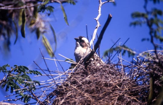 Whitebrowed Sparrow-weaver (Plocepasser mahali), Central Kalahari Game Reserve, Ghanzi, Botswana, Africa