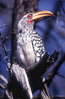 Southern Yellowbilled Hornbill (Tockus flavirostris), Central Kalahari Game Reserve, Ghanzi, Botswana, Africa