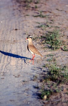 Crowned Plover (Vanellus coronatus), Central Kalahari Game Reserve, Ghanzi, Botswana, Africa