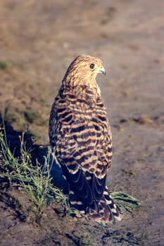 Greater Kestrel (Falco rupicoloides), Central Kalahari Game Reserve, Ghanzi, Botswana, Africa