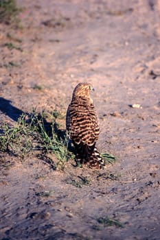 Greater Kestrel (Falco rupicoloides), Central Kalahari Game Reserve, Ghanzi, Botswana, Africa