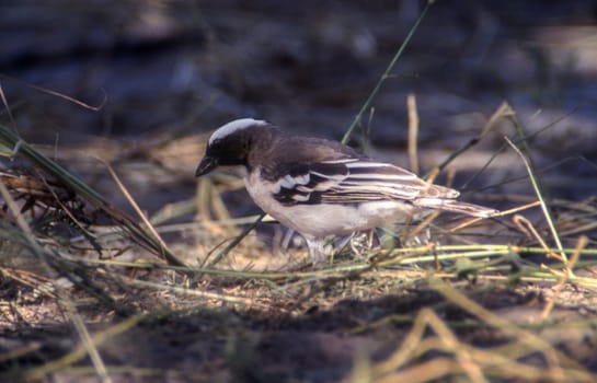 Whitebrowed Sparrow-weaver (Plocepasser mahali), Central Kalahari Game Reserve, Ghanzi, Botswana, Africa