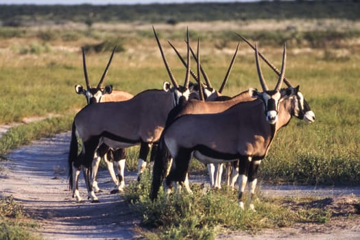 Gemsbok (Oryx gazella), Central Kalahari Game Reserve, Ghanzi, Botswana, Africa