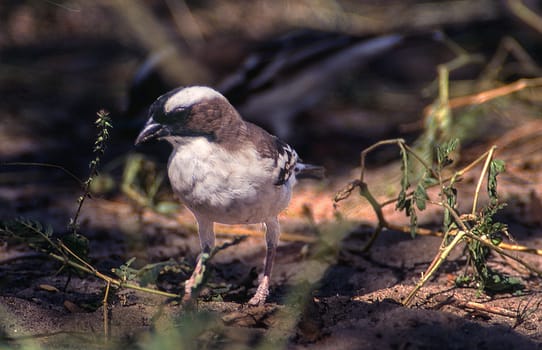 Whitebrowed Sparrow-weaver (Plocepasser mahali), Central Kalahari Game Reserve, Ghanzi, Botswana, Africa