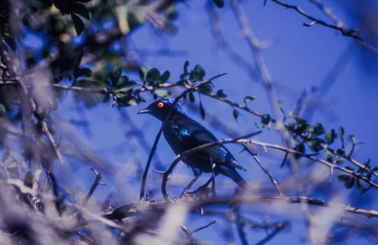 Glossy Starling (Lamprotornis nitens), Central Kalahari Game Reserve, Ghanzi, Botswana, Africa