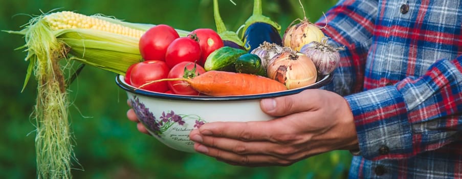 farmer holding freshly picked vegetables from the farm. Selective focus
