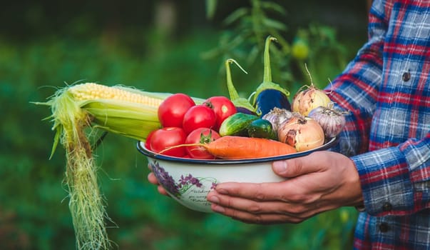 farmer holding freshly picked vegetables from the farm. Selective focus