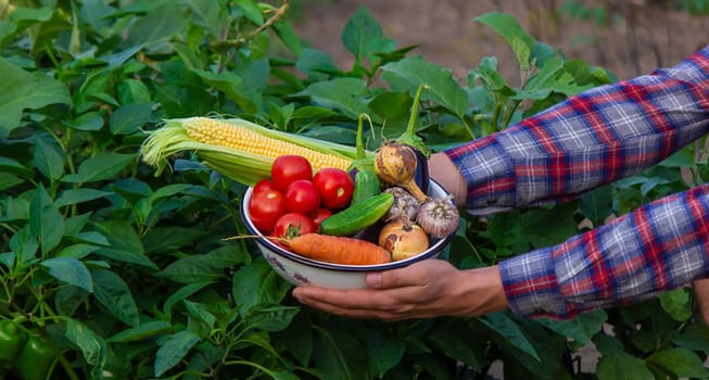 farmer holding freshly picked vegetables from the farm. Selective focus