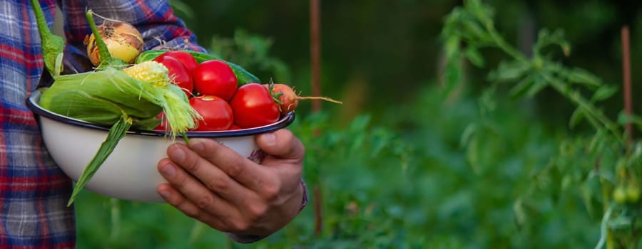 farmer holding freshly picked vegetables from the farm. Selective focus