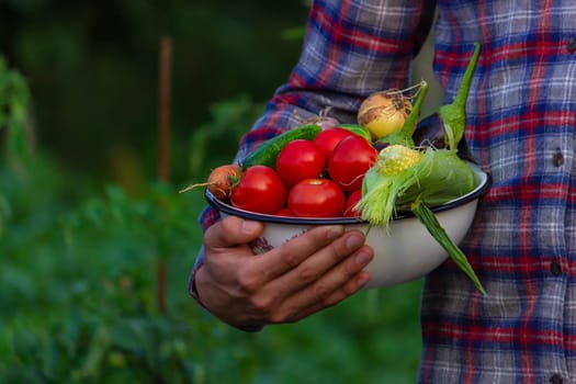 farmer holding freshly picked vegetables from the farm. Selective focus