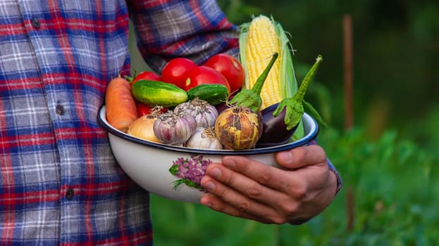farmer holding freshly picked vegetables from the farm. Selective focus