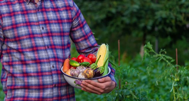 farmer holding freshly picked vegetables from the farm. Selective focus