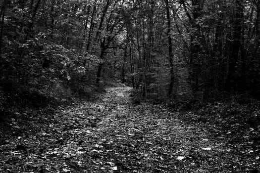 Forest scenery with road of fall leaves, dramatic light illuminating the road.