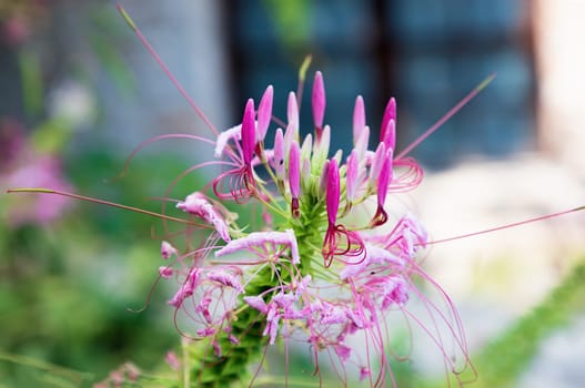 Spider flower or Cleome hassleriana annual flowering plant with closed pink flowers and stamens