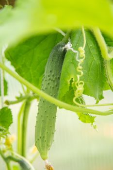 A long cucumber is ripening in a greenhouse, macro photo, shallow depth of field. Harvesting autumn vegetables. Healthy food concept, vegetarian diet of raw fresh food. Non-GMO organic food.