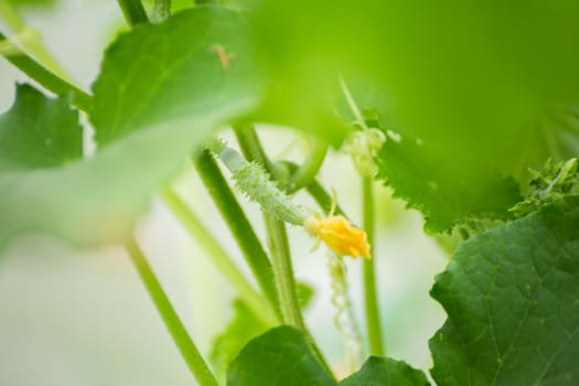 Small cucumber with yellow flower, macro photo, shallow depth of field. Harvesting autumn vegetables. Healthy food concept, vegetarian diet of raw fresh food. Non-GMO organic food.