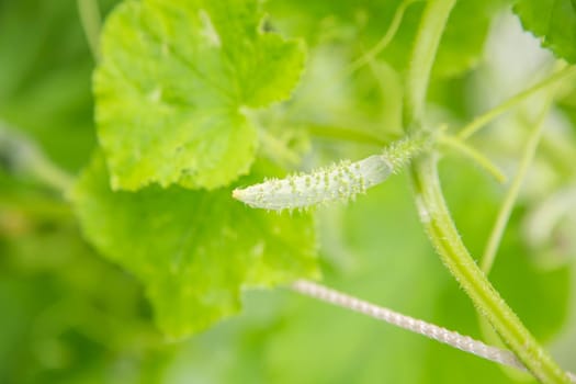 A small cucumber ripens in a greenhouse, macro photo, shallow depth of field. Harvesting autumn vegetables. Healthy food concept, vegetarian diet of raw fresh food. Non-GMO organic food.