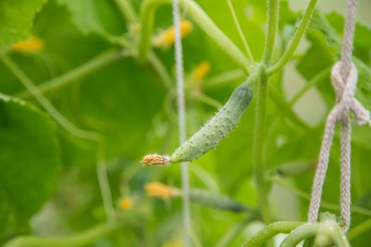 A small cucumber hanging in a greenhouse, macro photo, shallow depth of field. Harvesting autumn vegetables. Healthy food concept, vegetarian diet of raw fresh food. Non-GMO organic food.