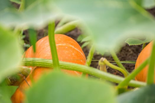 Not a small orange pumpkin in green foliage. Harvesting autumn vegetables. Healthy food concept, vegetarian diet of raw food. Non-GMO organic food. Background, backdrop, splash, postcard.