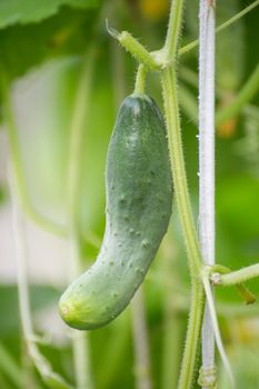 Green cucumber hanging in the greenhouse, macro photo, shallow depth of field. Harvesting autumn vegetables. Healthy food concept, vegetarian diet of raw fresh food. Non-GMO organic food.