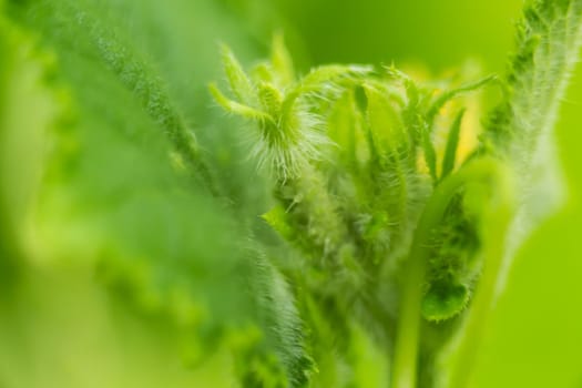 Beautiful green cucumber inflorescence, macro photo, shallow depth of field. Harvesting autumn vegetables. Healthy food concept, vegetarian diet of raw fresh food. Non-GMO organic food.