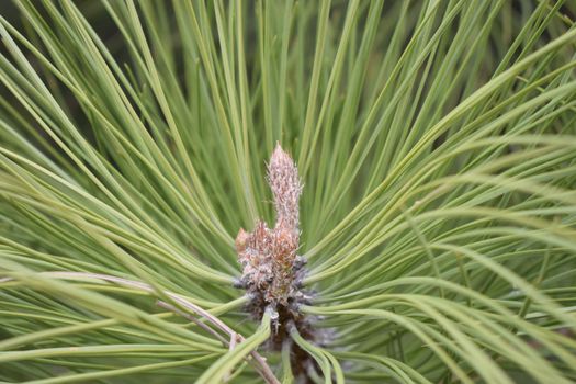 Fluffy young pine branches with long green needles. Green thorny coniferous fir-tree pine branches in sunlight. Background of green twigs