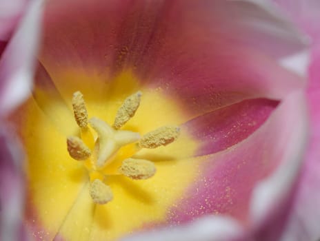 Closeup on the inside of a white and pink tulip. Blurred Flower Background. Flower Petals Texture. Beautiful Pink Natural background. Macro Abstract of Inside of Pink Tulip, selective focus, horizontal