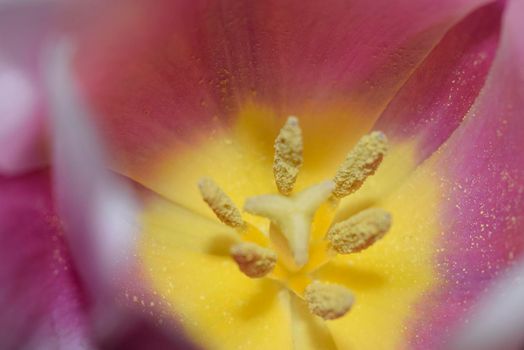 Closeup on the inside of a white and pink tulip. Blurred Flower Background. Flower Petals Texture. Beautiful Pink Natural background. Macro Abstract of Inside of Pink Tulip, selective focus, horizontal